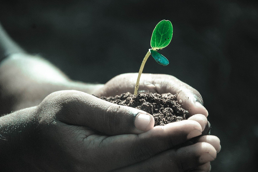 Hands holding soil with a rising plant bud.
